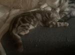 Bonded Pair - Scottish Fold Kitten For Sale - 