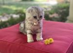 Orchid selkirk rex fold - Scottish Fold Kitten For Sale - Iva, SC, US