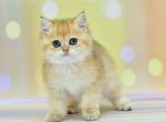 Fiesta1 - British Shorthair Cat For Sale - NY, US