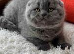 Ingrid - Scottish Fold Kitten For Sale - NY, US