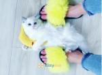 Sweet baby - Ragdoll Kitten For Sale - State College, PA, US