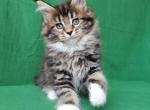 Karizma - Maine Coon Kitten For Sale - Miami, FL, US