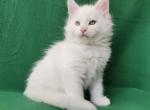 Kookes - Maine Coon Kitten For Sale - Miami, FL, US