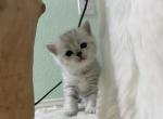 British short hair litter - British Shorthair Kitten For Sale - San Diego, CA, US