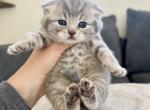 Bobby - Scottish Fold Kitten For Sale - Woodland Park, CO, US