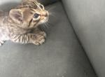 Bengal catz - Bengal Kitten For Sale - 