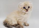 Earl - American Curl Kitten For Sale