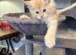 Miss beans 2 yellow - Maine Coon Kitten For Sale - Pepperell, MA, US