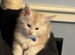 Miss Beans 2 Blue - Maine Coon Kitten For Sale - Pepperell, MA, US