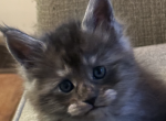 Jill Beans 2 purple - Maine Coon Kitten For Sale - Pepperell, MA, US