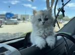 Max - British Shorthair Kitten For Sale - Phoenix, AZ, US