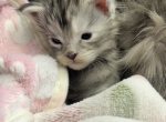 Miss sissy 1 Majestic - Maine Coon Kitten For Sale - Pepperell, MA, US