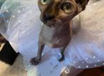 Tur Tur Sakura - Sphynx Cat For Sale - Lubbock, TX, US