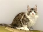 Xara - Maine Coon Kitten For Sale - Miami, FL, US