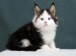Leonardo - Maine Coon Kitten For Sale - Virginia Beach, VA, US