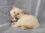 Rudy - Ragdoll Kitten For Sale - Phoenix, AZ, US