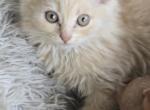 Carrara - Exotic Kitten For Adoption - Lake Geneva, WI, US