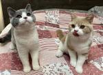 Bicolor - British Shorthair Kitten For Sale - Philadelphia, PA, US