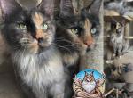 Choco - Maine Coon Cat For Sale - 