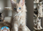 Sir Fluffington - Maine Coon Kitten For Sale - Sugar Land, TX, US