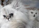 Seal girls - Persian Cat For Sale - Caldwell, ID, US