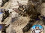 Brownie - Maine Coon Kitten For Sale - Leominster, MA, US