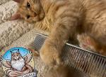 Pumpkin - Maine Coon Kitten For Sale - Leominster, MA, US