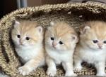 British shorthair golden chinchilla By12 - British Shorthair Kitten For Sale - Regina, Saskatchewan, CA