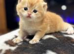 British shorthair Golden chinchilla NY12 - British Shorthair Kitten For Sale - 
