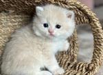 British short Lilac CY12 Male - British Shorthair Kitten For Sale - Regina, Saskatchewan, CA