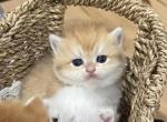 British shorthair golden chinchilla Ny12 - British Shorthair Kitten For Sale - 