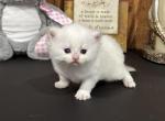 British shorthair golden point - British Shorthair Kitten For Sale - Regina, Saskatchewan, CA