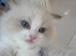Vivi - Ragdoll Kitten For Sale - Huntington Beach, CA, US
