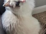 Lovi - Ragdoll Cat For Sale - Cleveland, OH, US