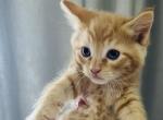 Pumkin - Domestic Kitten For Sale - Bronx, NY, US