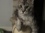 Berry - Maine Coon Kitten For Sale - Hollywood, FL, US