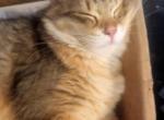 Stormy and Link Litter - Siberian Kitten For Sale - Fletcher, NC, US