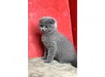 Milo - Scottish Fold Kitten For Sale - Richmond, TX, US