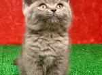 Lily - British Shorthair Kitten For Sale - Richmond, TX, US