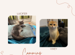 Lucifer x Vixey - Munchkin Kitten For Sale - Houston, TX, US