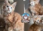 Archie - Maine Coon Kitten For Sale - Leominster, MA, US