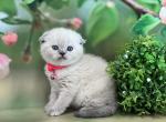 Portland Sophie Scottish Fold Kitty - Scottish Fold Kitten For Sale - 