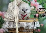 Portland Sacura Scottish Fold Long hear Kitty - Scottish Fold Kitten For Sale - Portland, OR, US