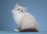 Jim - Siberian Kitten For Sale - Norwalk, CT, US