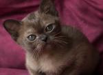 Hloe - Burmese Kitten For Sale - Norwalk, CT, US