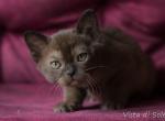 Hermes - Burmese Kitten For Sale - Pembroke Pines, FL, US