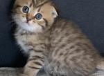 Alex 1 - Scottish Fold Kitten For Sale - Philadelphia, PA, US