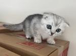 Rossy - Scottish Fold Kitten For Sale - Nashville, TN, US