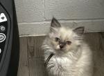murry - Ragdoll Kitten For Sale - Midland, NC, US