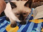 Seal points - Siamese Kitten For Sale - Reading, PA, US